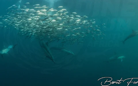 Blue Ocean Dive Resort - Aliwal Shoal Shark Diving image