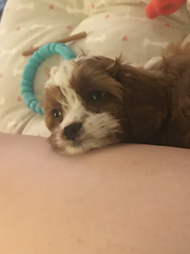 Pet Store «AA Ridgewood Kennels II», reviews and photos, 5401 Lincoln Hwy, Gap, PA 17527, USA