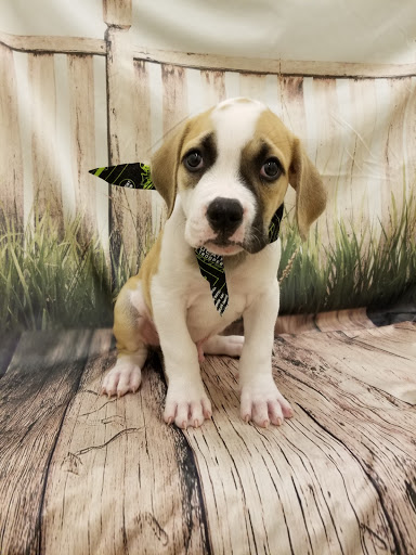 Pet Store «Happiness Is Pets», reviews and photos, 2936 Showplace Dr, Naperville, IL 60564, USA