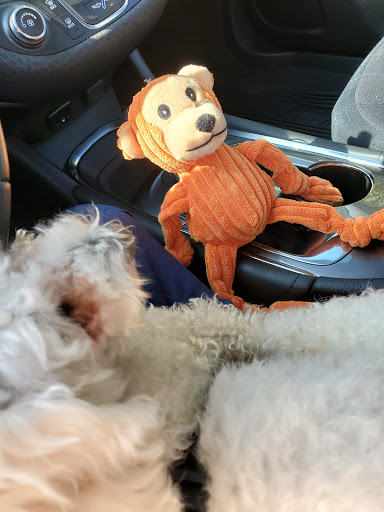 Pet Supply Store «Pet Supplies Plus», reviews and photos, 987 S Main St, Centerville, OH 45458, USA