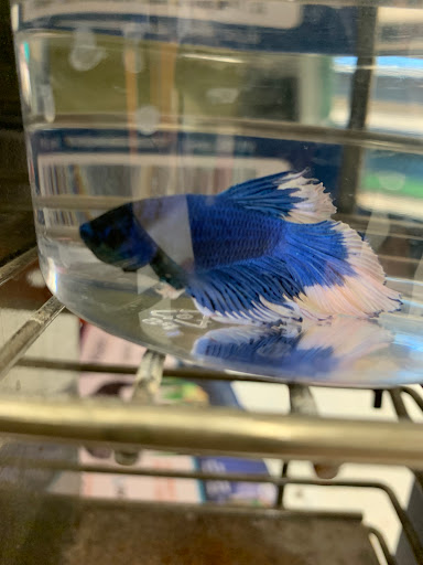 Pet Supply Store «Petco Animal Supplies», reviews and photos, 313 Homer M Adams Pkwy, Alton, IL 62002, USA