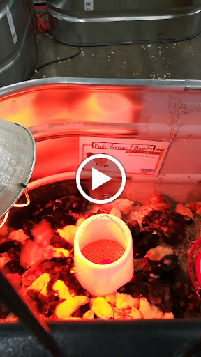 Home Improvement Store «Tractor Supply Co.», reviews and photos, 1075 S Main St, Franklin, KY 42134, USA