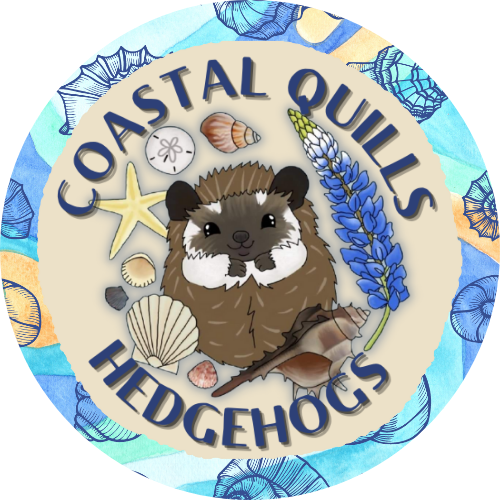 Coastal Quills Hedgehogs