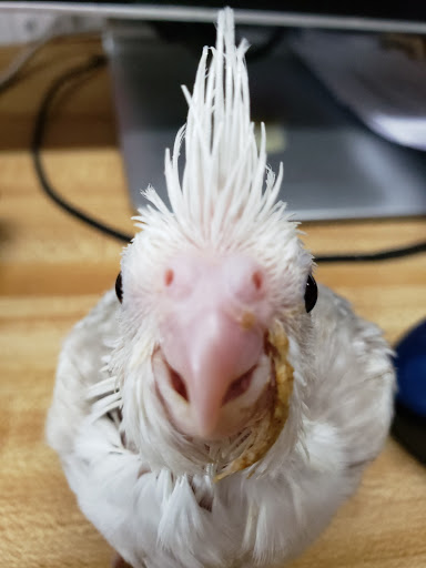 Pet Store «Birdwalk», reviews and photos, 549 Liberty St, Painesville, OH 44077, USA