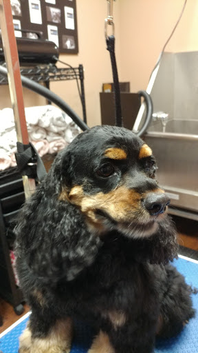 Pet Store «Pet Valu», reviews and photos, 2645 Shillington Rd, Sinking Spring, PA 19608, USA