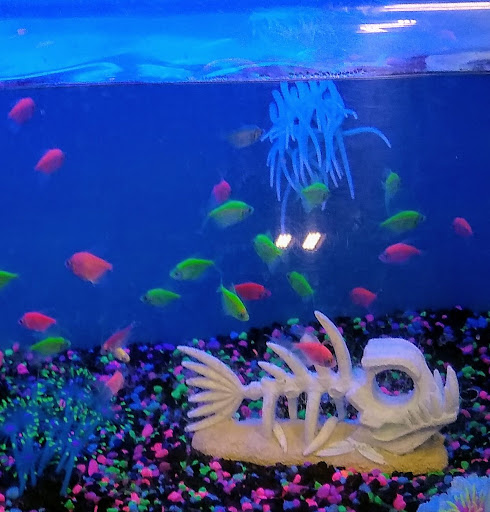 Pet Supply Store «PetSmart», reviews and photos, 842 Dawsonville Hwy, Gainesville, GA 30501, USA