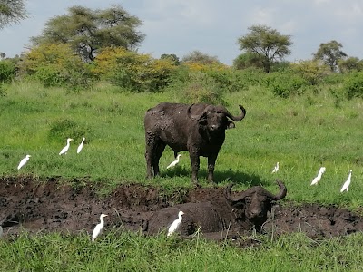 Photos of Meru National Park