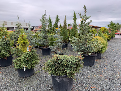 Garden Center «Kent East Hill Nursery», reviews and photos, 11644 SE 240th St, Kent, WA 98031, USA