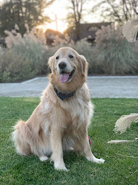 Urban Dogg Washington Park - Photo 7 - Car repair in Denver, CO, Denver