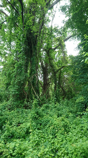 Park «Christopher Morley Park», reviews and photos, 500 Searingtown Rd N, Roslyn, NY 11576, USA