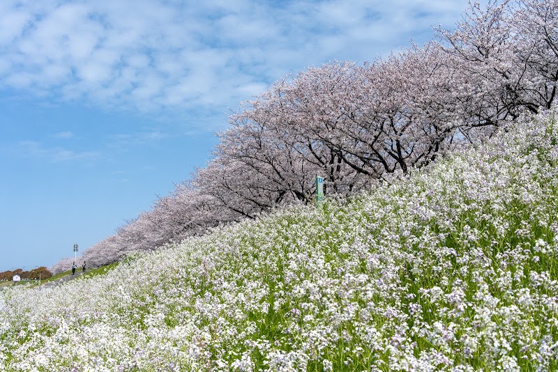 大野川右岸緑地 桜のトンネル