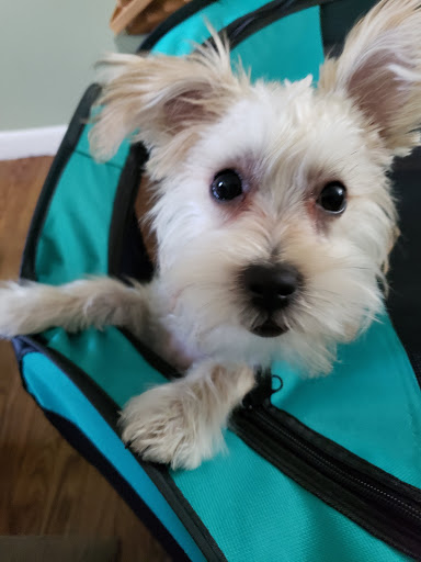 Pet Supply Store «PetSmart», reviews and photos, 2028 Miamisburg Centerville Rd, Dayton, OH 45459, USA