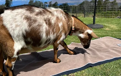 Maui Goat Yoga image