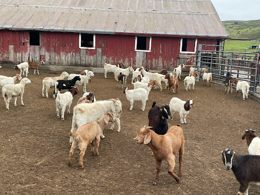 Livestock breeder Santa Clara
