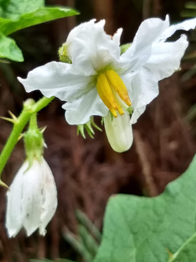 State Park «Panola Mountain State Park», reviews and photos, 2620 GA-155 N, Stockbridge, GA 30281, USA