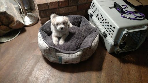 Pet Supply Store «Petco Animal Supplies», reviews and photos, 1835 E Guadalupe Rd #112, Tempe, AZ 85283, USA