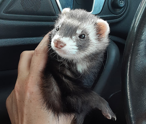 Pet Supply Store «Petco Animal Supplies», reviews and photos, 280 Kensington Blvd, Slidell, LA 70458, USA