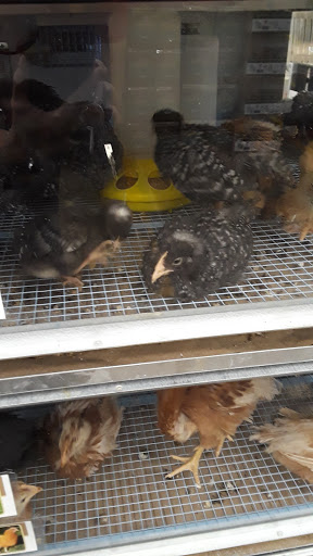 Animal Feed Store «IFA Country Stores», reviews and photos, 1071 Pioneer Rd, Draper, UT 84020, USA