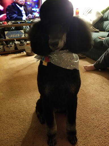 Pet Supply Store «Petco Animal Supplies», reviews and photos, 29560 W Seven Mile Rd, Livonia, MI 48152, USA