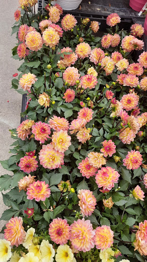 Discount Store «Walmart», reviews and photos, 44575 Mound Rd, Sterling Heights, MI 48314, USA