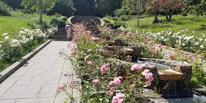 Morcom Rose Garden