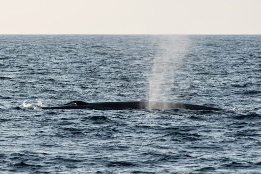 Newport Beach Whale Wach