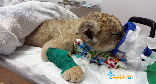 Animales Exóticos 24h Veterinarios Especialistas en Madrid