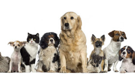 Clinica Veterinaria Privata Casa del Cane e del Gatto