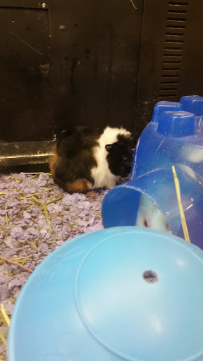 Pet Supply Store «PetSmart», reviews and photos, 3 McKenna Rd, Arden, NC 28704, USA