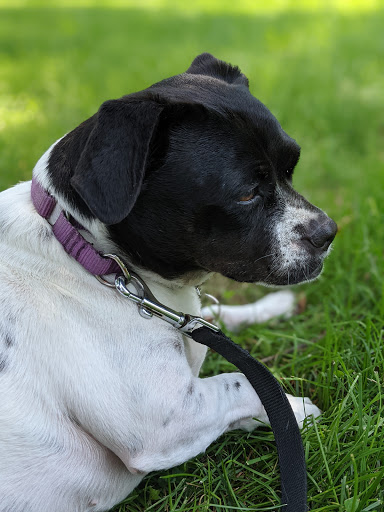 Park «Winnemac Park», reviews and photos, 5100 N Leavitt St, Chicago, IL 60625, USA