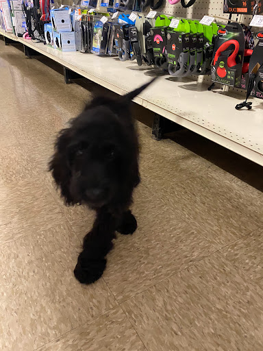 Pet Supply Store «PetSmart», reviews and photos, 849 E 23rd St, Panama City, FL 32405, USA