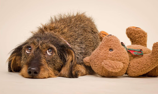 Dr.med.vet. Rainer Glas unter Bamberg, Bayern