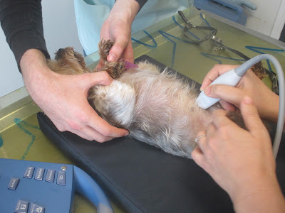 Clinique Vétérinaire Du Dr Ancer à Chevilly-Larue