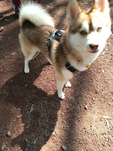 Paseo de perros el buen perro