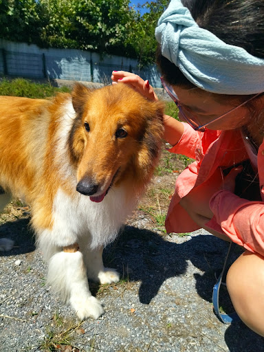Clínica Veterinaria Noja en Noja