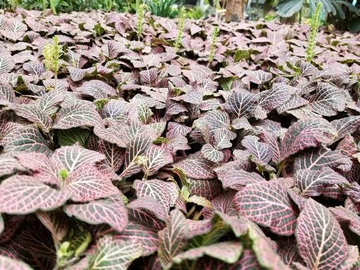 Park «Garfield Park Conservatory», reviews and photos, 300 N Central Park Ave, Chicago, IL 60624, USA