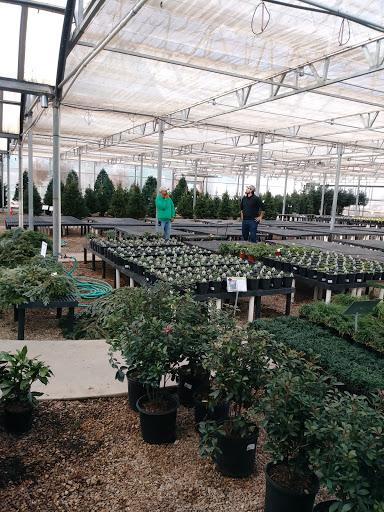 Bonsai plant supplier Wichita Falls