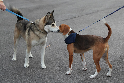 Pet Supply Store «Pet Supplies Plus», reviews and photos, 180 N Randall Rd, North Aurora, IL 60542, USA