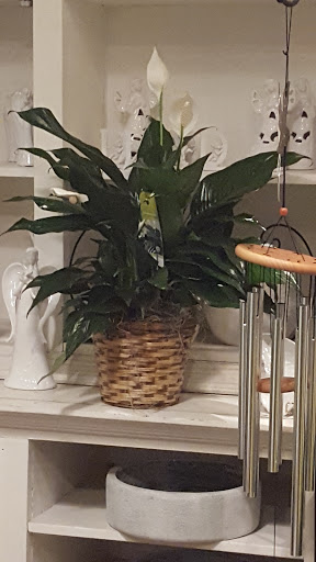 Florist «Thrifty Florist Ann Arbor», reviews and photos, 3021 Carpenter Rd, Ypsilanti, MI 48197, USA