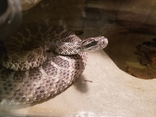 Museum «Peggy Notebaert Nature Museum», reviews and photos, 2430 N Cannon Dr, Chicago, IL 60614, USA