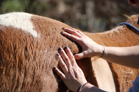 Felicie Angenault Masseuse Equin 