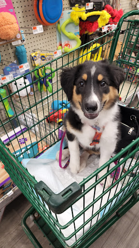 Pet Supply Store «Pet Supplies Plus», reviews and photos, 283 Middle Turnpike W, Manchester, CT 06040, USA