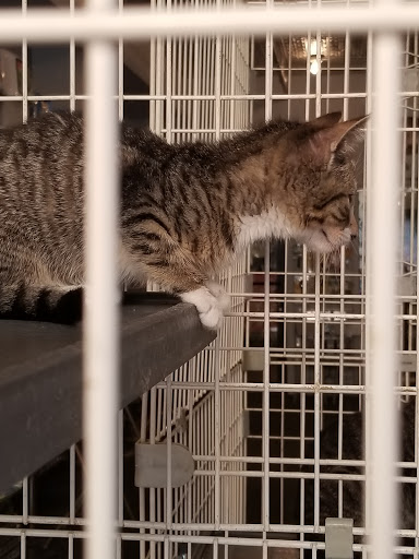 Pet Store «Bushy Tails», reviews and photos, 1087 Flushing Ave, Brooklyn, NY 11237, USA