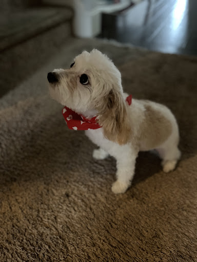 Pet Supply Store «Petsense Columbia», reviews and photos, 7402 Garners Ferry Rd, Columbia, SC 29209, USA