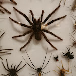 Photo n° 2 de l'avis de Erwann. fait le 22/08/2019 à 17:14 pour Insectarium de Lizio à Lizio