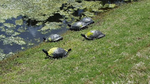 Golf Club «OBX Golf Course | The Pointe Golf Club», reviews and photos, 308 Pointe Golf Club Dr, Powells Point, NC 27966, USA