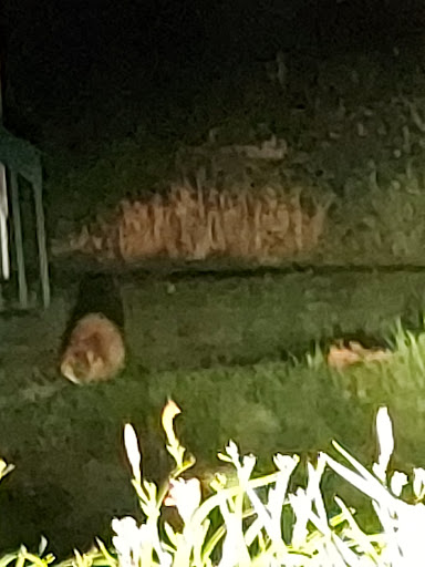 Sporting Goods Store «Palo Outdoors», reviews and photos, 1204 1st St, Palo, IA 52324, USA