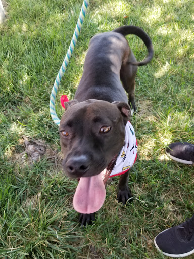 Pet Supply Store «Petco Animal Supplies», reviews and photos, 8404 Eager Rd b, Brentwood, MO 63144, USA