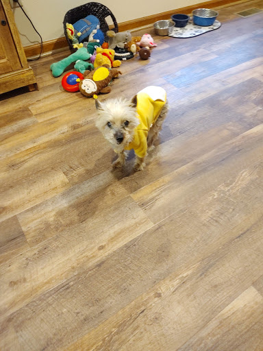 Pet Supply Store «PetSmart», reviews and photos, 2500 Posner Blvd, Davenport, FL 33837, USA