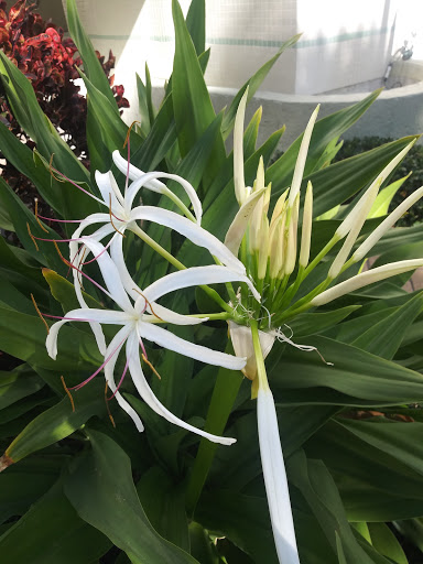 Park «Brickell Key Park», reviews and photos, Brickell Key Dr, Miami, FL 33131, USA